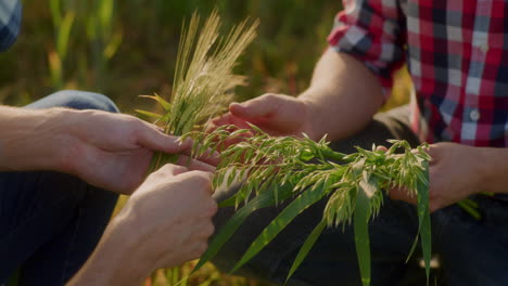 close-up of ears of grain held in farmer's hand