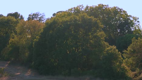 Majestätischer-Hundertjähriger-Baum,-Der-In-Wenig-Sonnenlicht-Getaucht-Ist