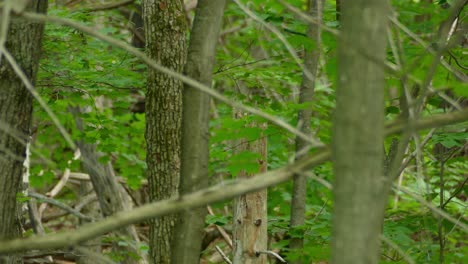 cooper's-hawks-bird-sitting-on-a-log-taking-flight