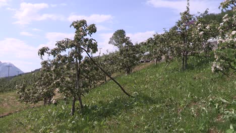 Apple-plantation-in-a-Fjord-in-Norway