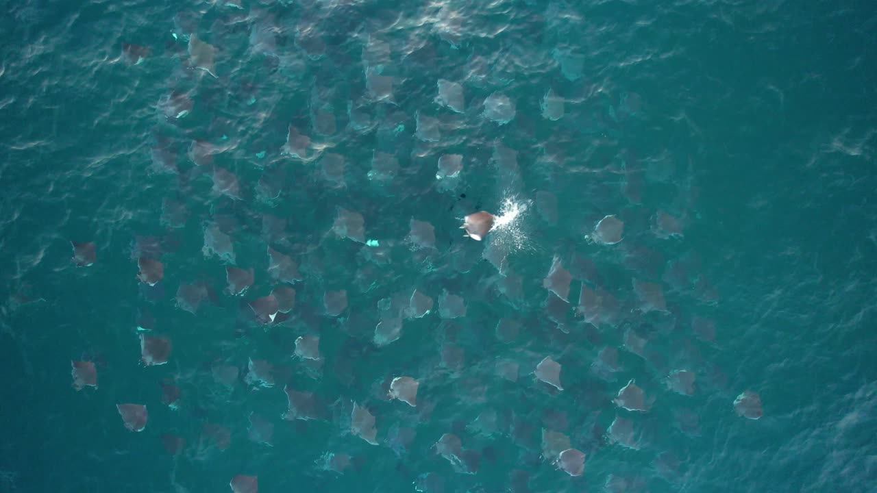 화창한 날에 열대 바다에서 점프하는 부드러운 꼬리 mobulas - 오버헤드, 드론 샷
