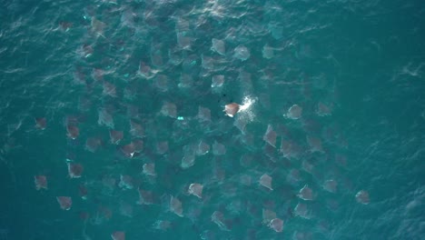 mobulas de cola suave saltando en aguas tropicales en un día soleado - arriba, tiro de drones