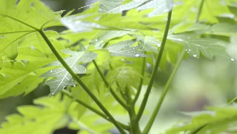 Gotas-De-Lluvia-Ligeras-Cayendo-Sobre-Hojas-De-Papaya,-Primer-Plano-Después-De-Fuertes-Lluvias