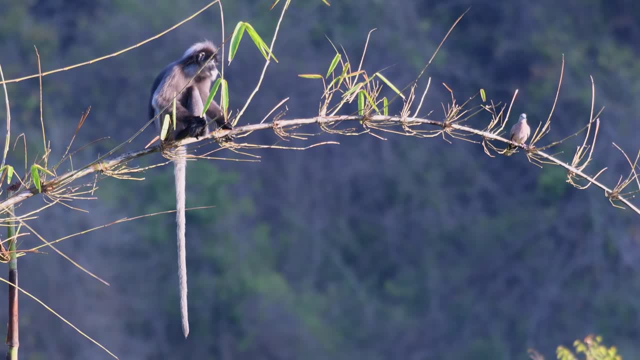 mono de hoja oscura, trachypithecus obscurus con paloma manchada, spilopelia chinensis