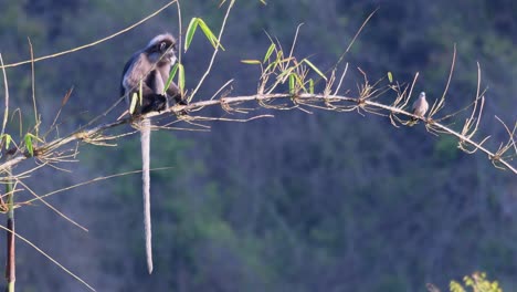 dusky leaf monkey, trachypithecus obscurus with spotted dove, spilopelia chinensis