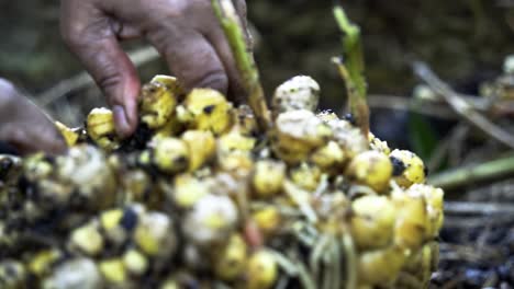 Lavar-Y-Quitar-Los-Tallos-Del-Jengibre-Recién-Cosechado,-Un-Festín-Visual-De-La-Cosecha-De-Jengibre,-Jardinería-Doméstica