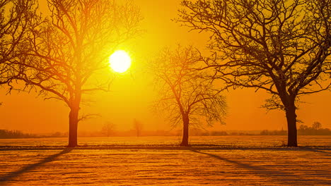 Wunderschöner-Sonnenaufgang-An-Einem-Kalten-Wintermorgen-Inmitten-Von-Nadelbäumen