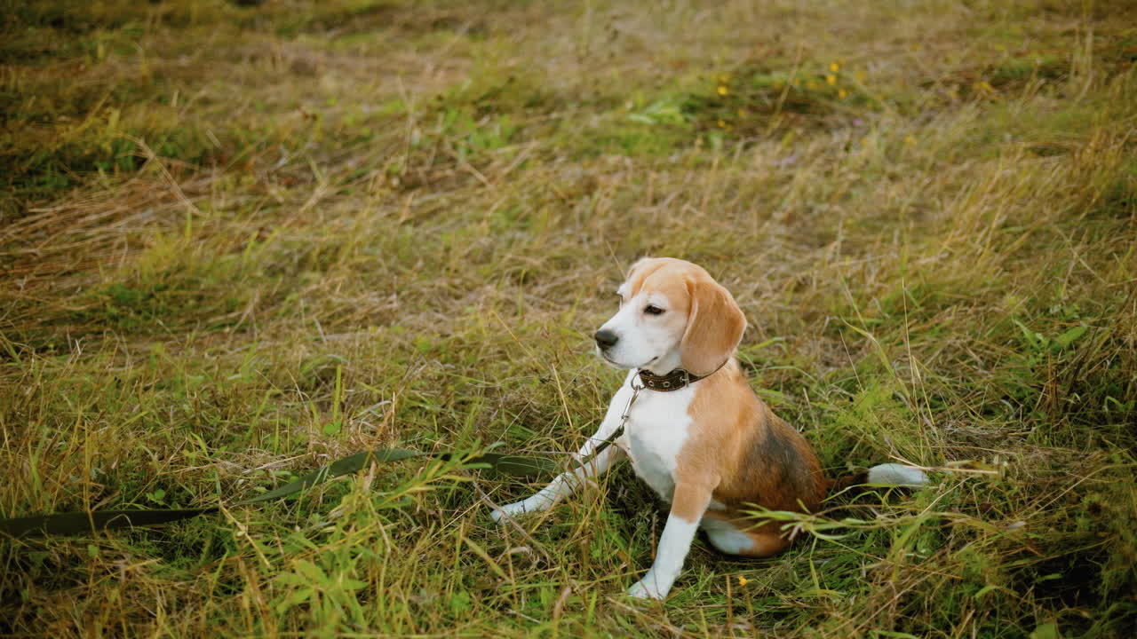 Un beagle sdraiato sull'erba con il guinzaglio attaccato si alza incuriosito, con le orecchie dritte e attente, con una vegetazione lussureggiante e fiori selvatici sullo sfondo.