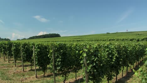 Vineyard at Lake Constance in Germany
