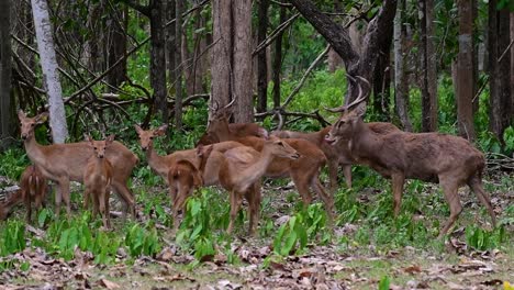 The-Eld's-Deer-is-an-Endangered-species-due-to-habitat-loss-and-hunting