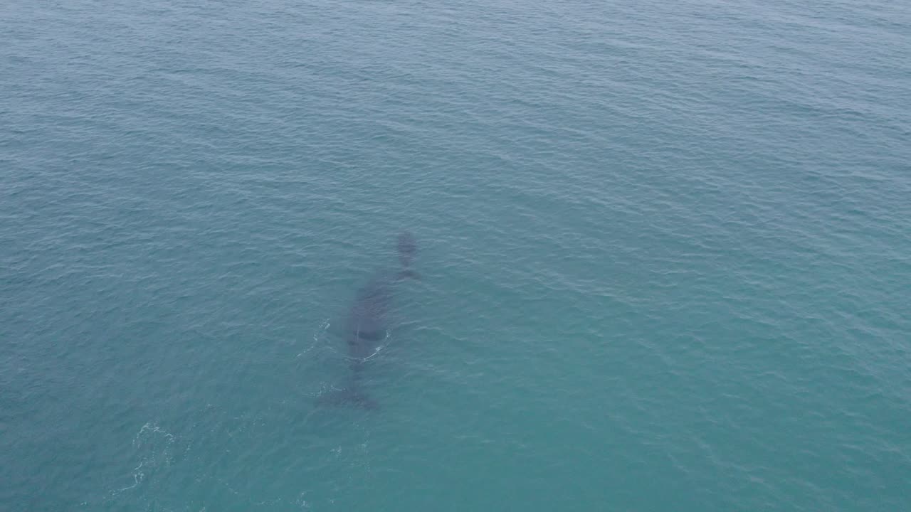 Humpback whale and her breeding approaching to dolphins in Gulf of California, Baja California Sur