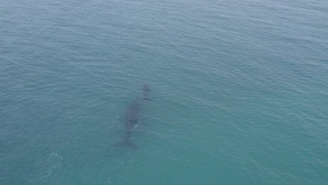 humpback whale and her breeding approaching to dolphins in gulf of california, baja california sur