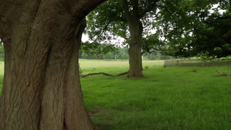 shot moving backwards through a section of old oak trees in the summer