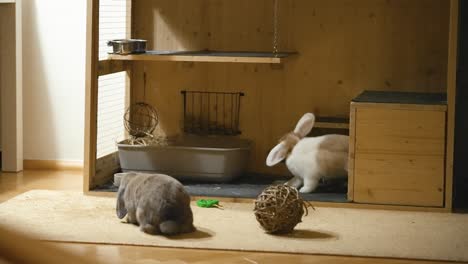 happy bunny, running around during late evening time in uhd, slow motion