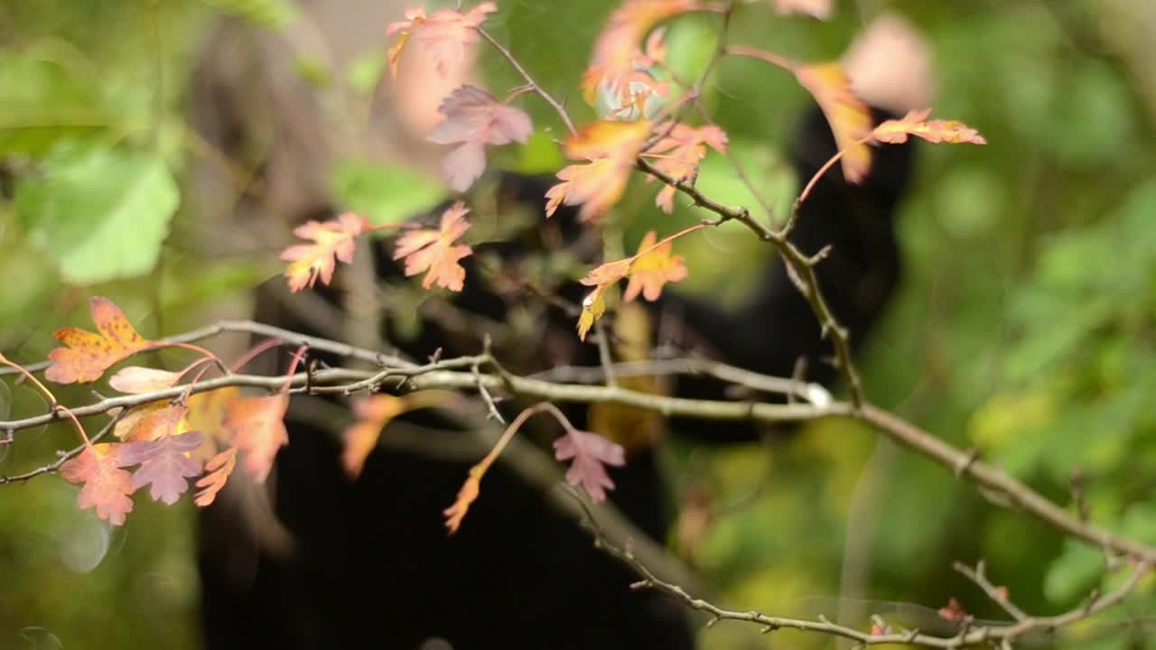 가을 의 숲 에서 나무 를 바라보는 여자