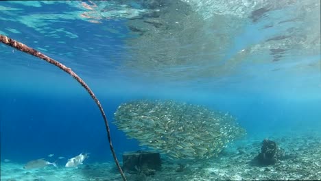 Filmische-Unterwasseraufnahme-Von-Riesigen-Makrelenfischen,-Die-Zusammen-Mit-Einer-Herde-Von-Papageienfischen-Im-Seichten-Wasser-Des-Tropischen-Meeres-Schwimmen