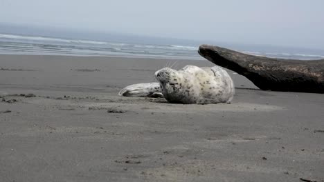 Hafenrobbenwelpe-Am-Strand