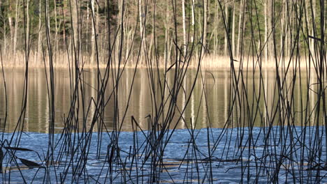 medium shot of lake with reeds on a sunny day with melted ice-floe on the shore and trees in the background