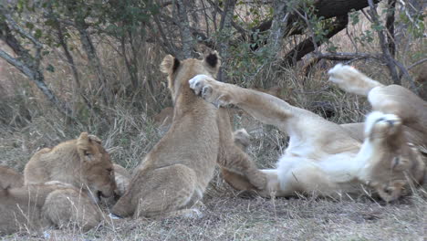 una leona rueda por el suelo y juega tiernamente con sus cachorros en la sabana