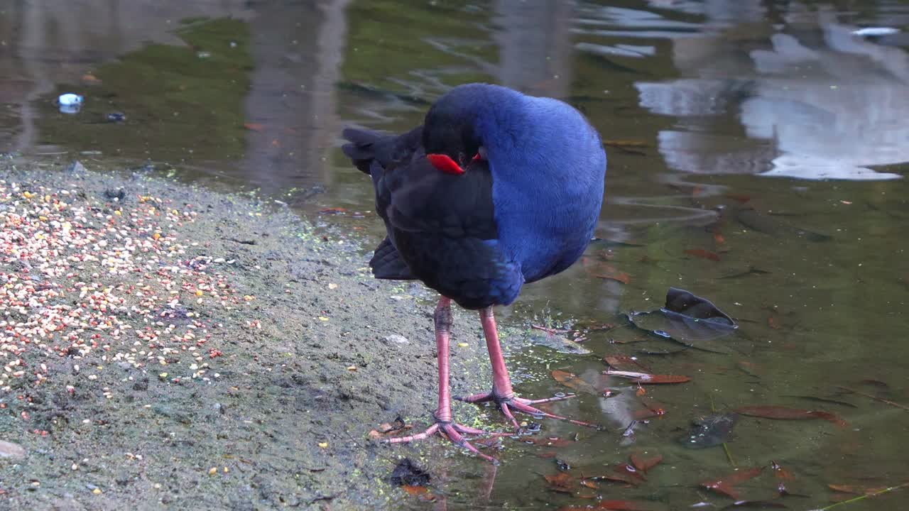 Close up shot of an Australasian swamphen (Porphyrio melanotus) with striking red frontal shield, standing by the lake, preening and grooming its feathers