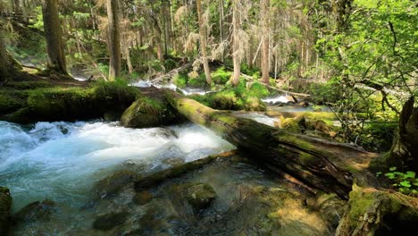 Gebirgsfluss-Im-Wald.-Wunderschöne-Tierlandschaft.