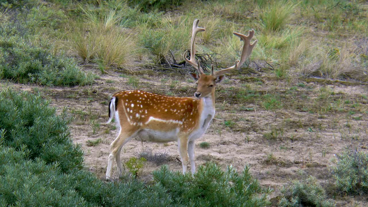 un gamo macho con una gran cornamenta mira a su alrededor