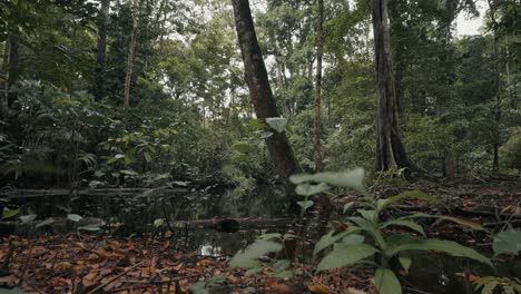 Pantanos-Y-Raíces-De-árboles-De-La-Selva-Tropical-En-Costa-Rica