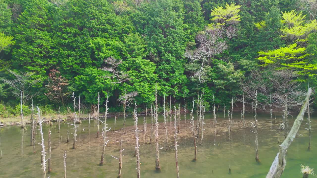 A slow aerial push-in shot reveals the famous Shirogane Blue Pond in Biei, Hokkaido. The iconic dead larch trees stand in the water, contrasting with the lush green forest backdrop.