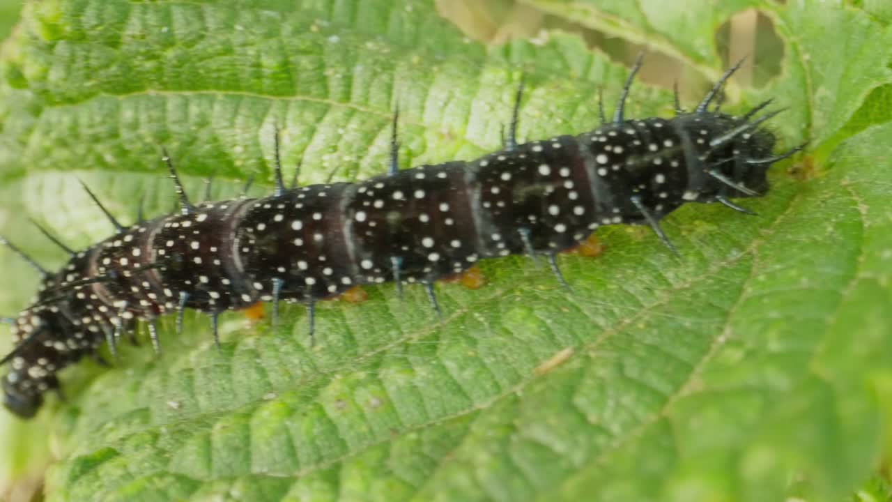 Caterpillar grips leaf surface as it moves forward, visible white spots