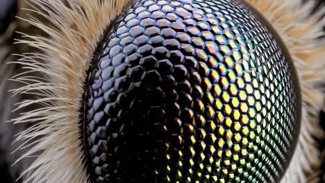 close-up of an insect's iridescent compound eye