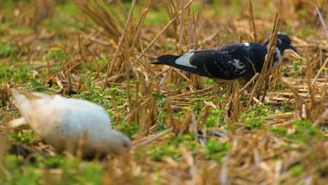 two pigeons grazing on some grass in a rural landscape