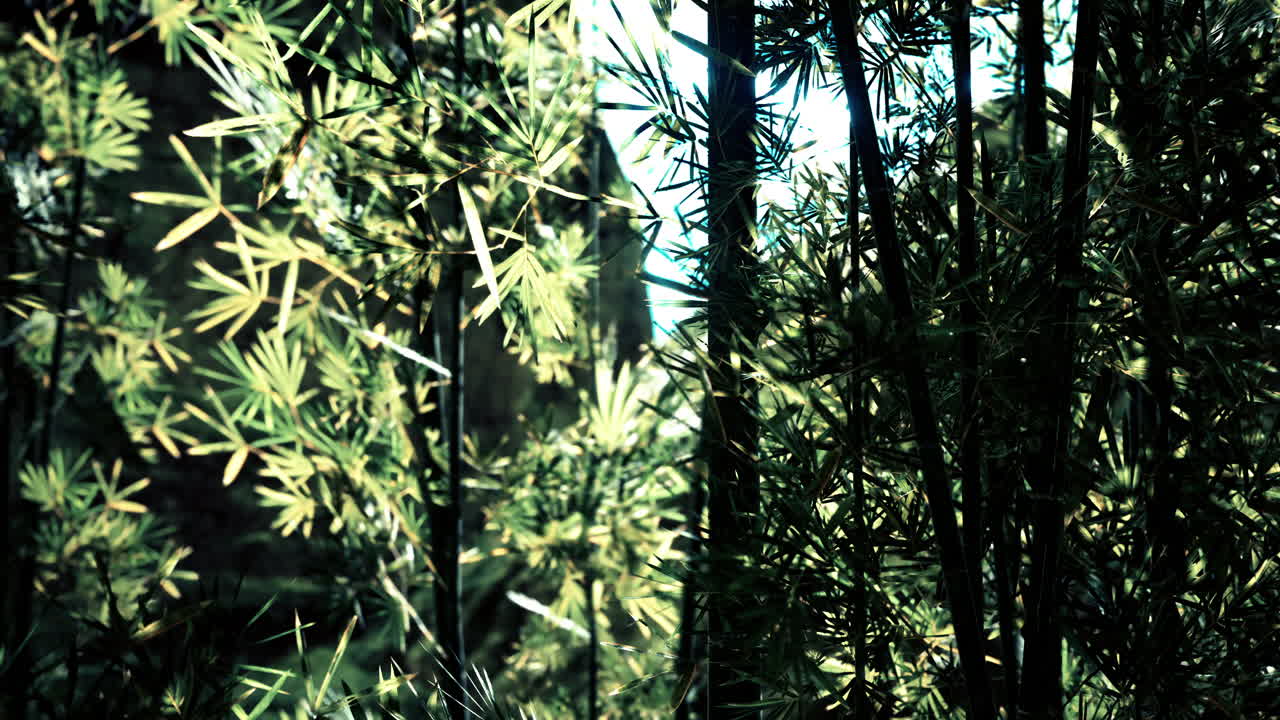 bosque de bambú en la densa niebla