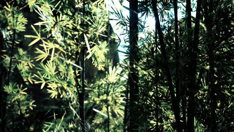 bosque de bambú en la densa niebla