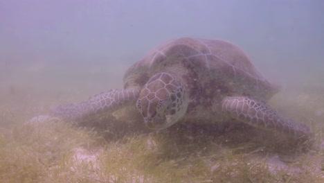 Unechte-Karettschildkröte-Unter-Wasser