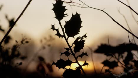 green leafs moving in the wind, slowmotion in 4k