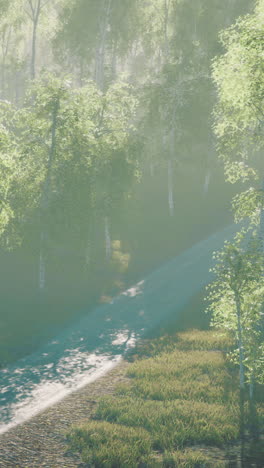 Misty morning light filters through lush trees along a serene forest path