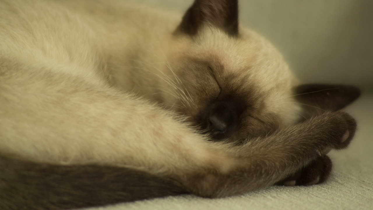 02 Gatto