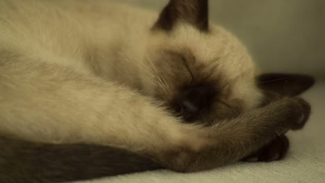 cat 02