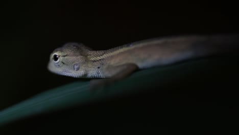 el lagarto de jardín oriental también se llama lagarto de jardín oriental, chupasangre y lagarto cambiable