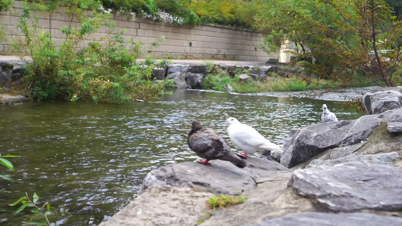 개울에서 휴식을 취하는 새들