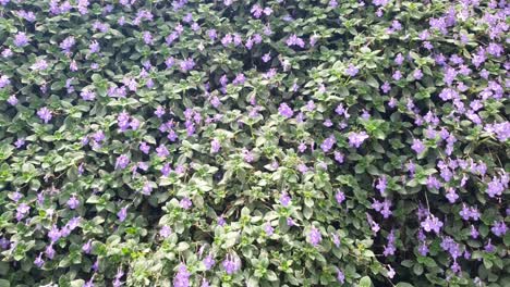 the beautiful flowers and grass beds of cameron highlands malaysia