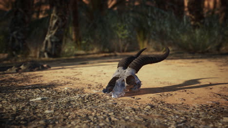 close-up of an animal skull in the desert