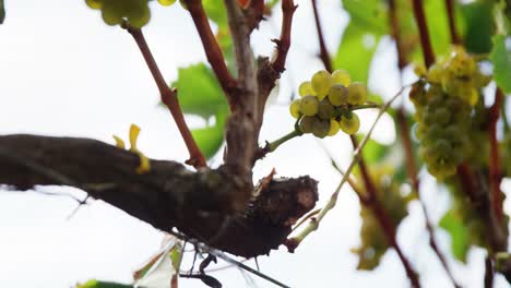 low view of wine grape moving