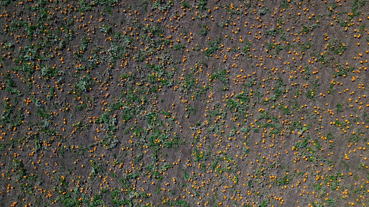 campo de calabazas con calabazas naranjas entre hojas verdes - órbita aérea