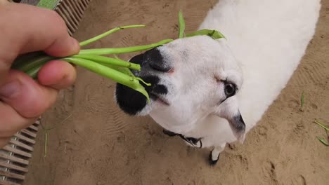 persona que alimenta a una oveja