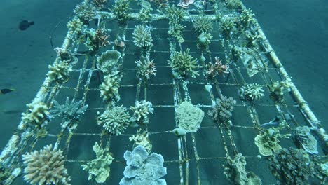 regrowing coral reef on a frame, regrow coral reef, tulamben, bali