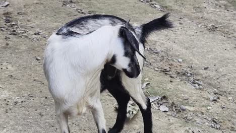 black and white goat in outdoor environment