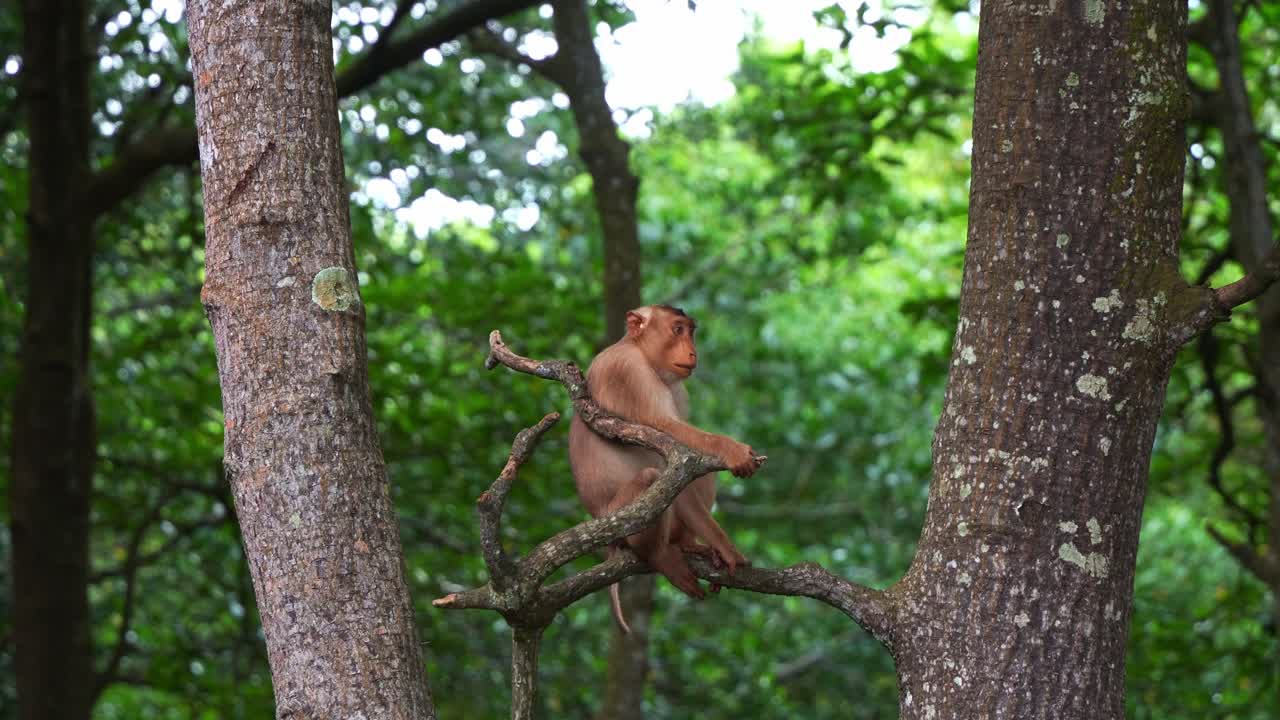 A southern pig-tailed macaque sits on a tree branch in a lush forest, surrounded by green foliage, wondering around the surroundings, close up shot