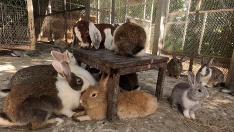 rabbits interacting in a fenced area