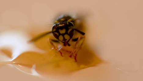 Wasp-submerged-in-honey-trying-to-eat-it